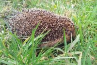 Für größeres Bild bitte klicken!